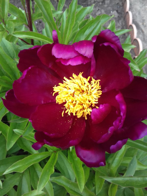 Пион ито гибрид джокер. Пион ред квин. Бывают ли голубые пионы. Когда цветут пионы. Первые пионы.