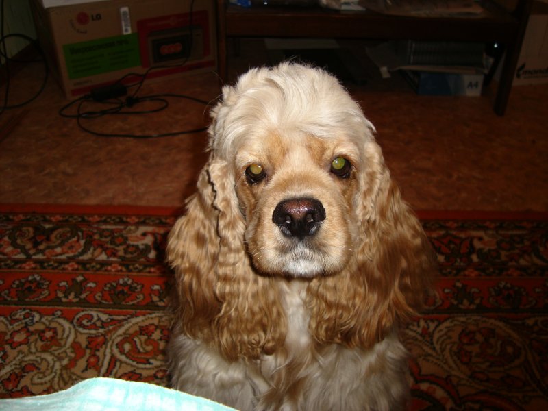 У спаниеля баки. Кокер спаниель и такса. Кокер спаниель щенок 2 недели. Течка у спаниелей. Течка у спаниелей.