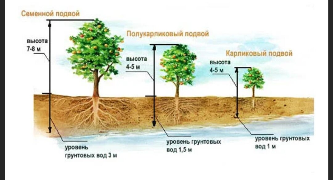 Корневая система груши схема фото глубина