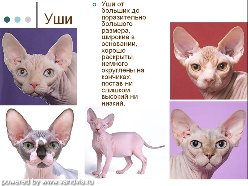 Донской сфинкс корниш. Донской сфинкс и канадский сфинкс. Сфинкс донской и канадский отличия. Сфинкс канадский и донской различия. Сфинкс канадский донской и петерболд.