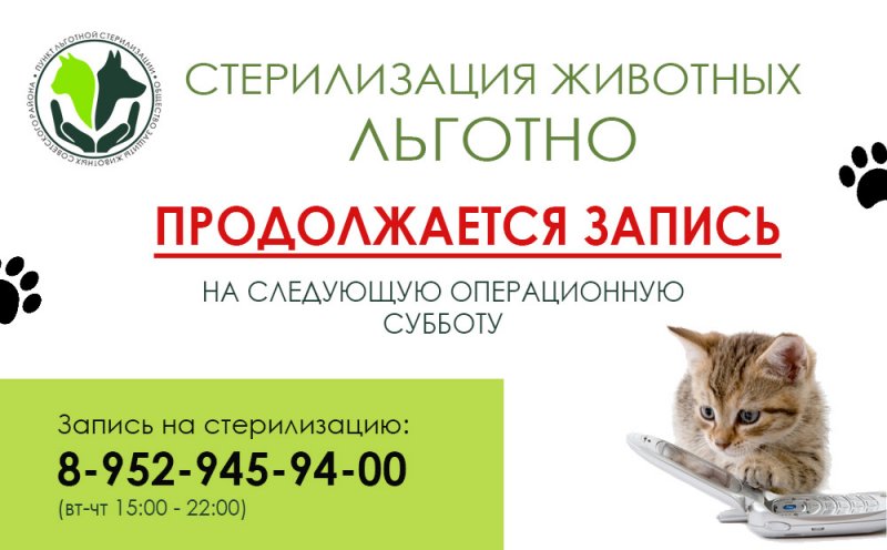 Кастрация цена на дом. Льготная стерилизация. Льготная стерилизация кошек. Льготная стерилизация кошек в Краснодаре. Стерилизация кошек в Новосибирске.