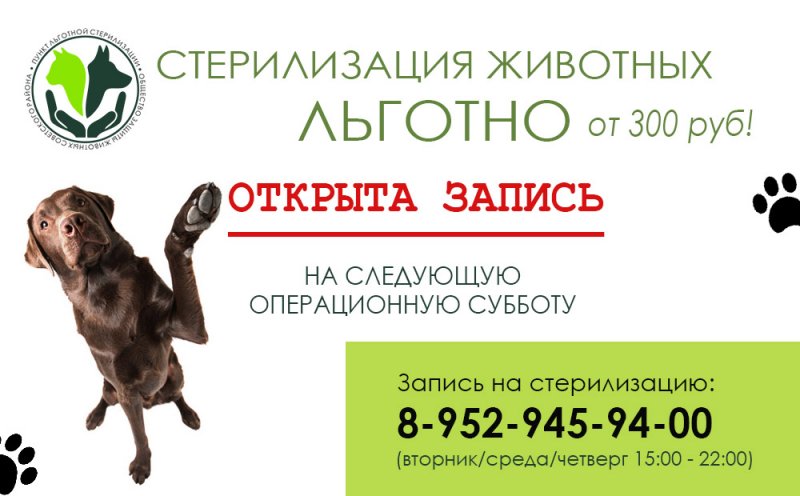 Льготная стерилизация собак. Льготная кастрация. Льготная стерилизация собак. Льготная стерилизация кошек. Льготная кастрация.