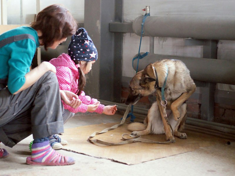 Приют человек помогите людям. Дети и бездомные животные. Дети в приюте для животных. Дети помогают приюту для животных. Собаки из приюта и люди.