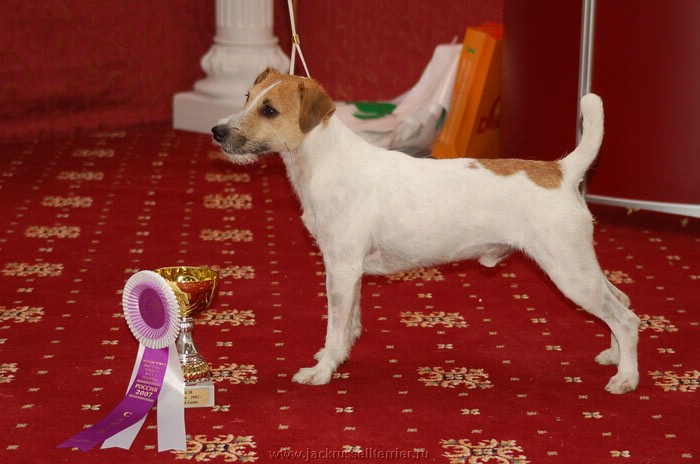 джек-рассел-терьер. порода джек рассел терьер. джек рассел терьер ростов. джек-рассел-терьер коричневый. джек рассел терьер ростов.