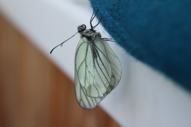 Появилась дома бабочка. Куколка бабочки боярышницы. Домашние бабочки. Домик для бабочек. Бабочка и дом для бабочек.